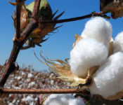 Video: Cotton Fields in Maricopa Arizona