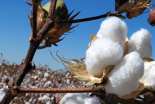 Video: Cotton Fields in Maricopa Arizona