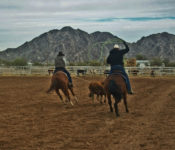 Video: Horse Properties with Mountain Views in Maricopa AZ