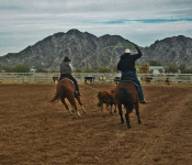Video: Team Roping in Maricopa Arizona – Maricopa AZ Horse Real Estate