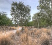 Walking Path @ Glennwilde Groves in Maricopa – Maricopa Arizona Real Estate