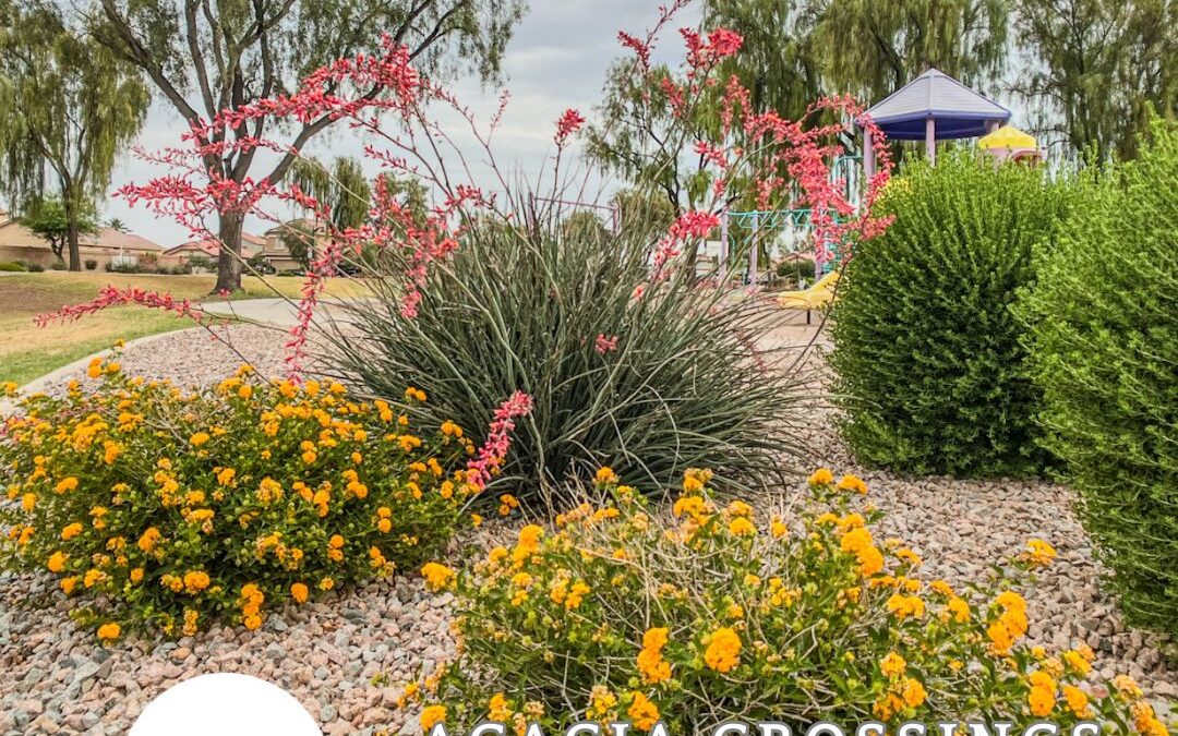 HOA Information | Acacia Crossings HOA in Maricopa Arizona